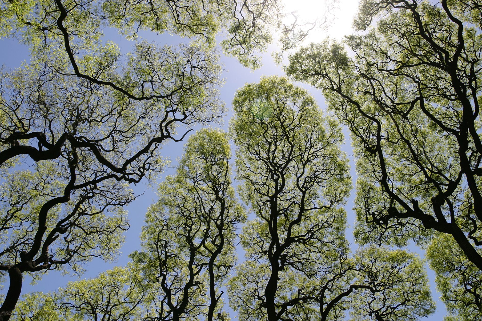 Partitioning The Taxonomic Tree