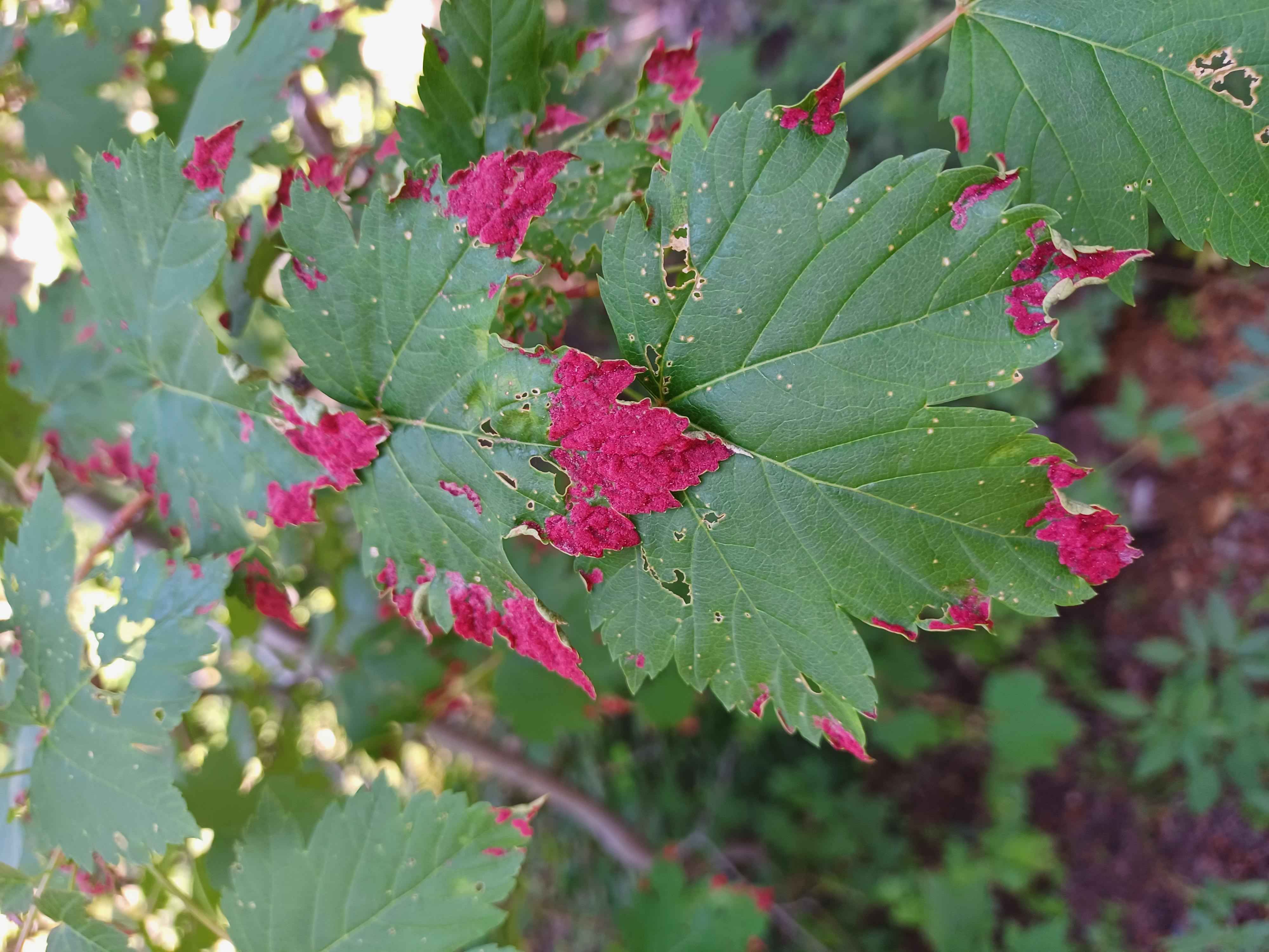 red-leaf